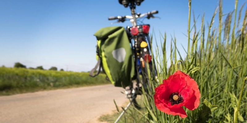 to go biking, poppy, leisure time-5178398.jpg